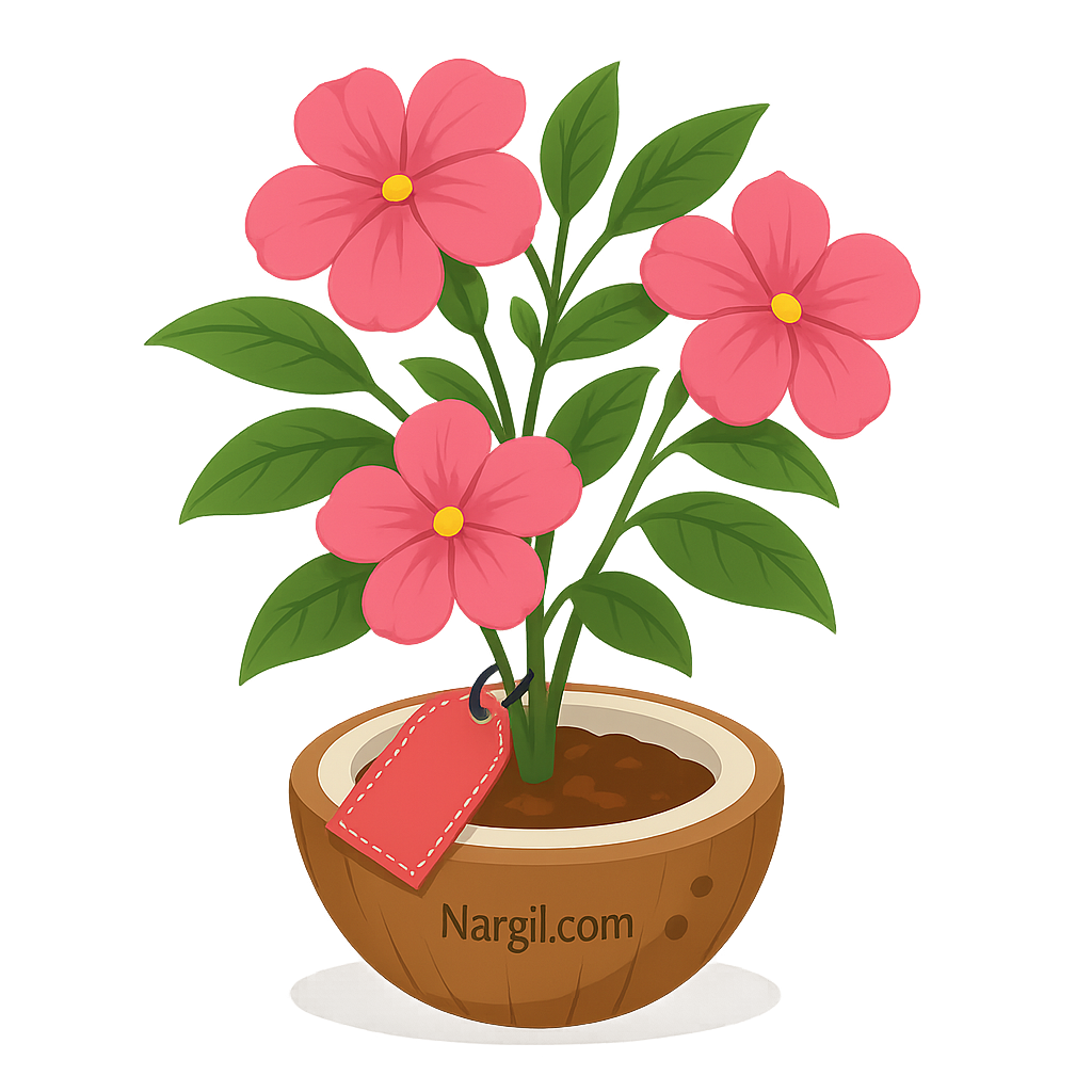Nargil_Impatiens Balsamina